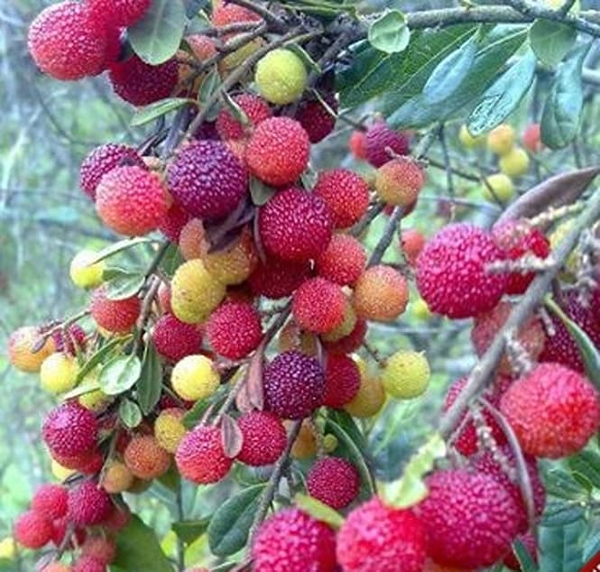 Mọi bệnh tật sẽ rời khỏi gan! Bật mí danh sách các loại trái cây bổ gan, mỗi ngày ăn một ít sẽ thấy lợi ích bất ngờ!