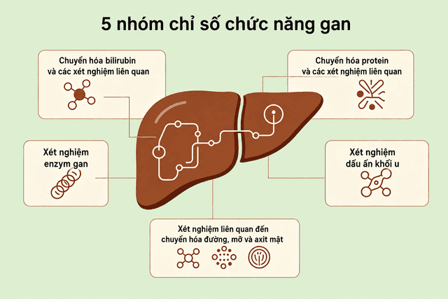 Xét nghiệm chức năng gan: men gan, AFP, albumin